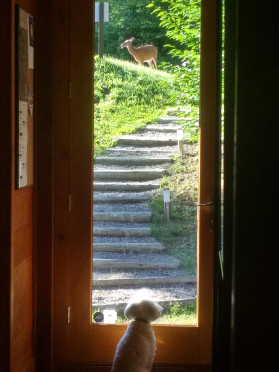 Chalet F116 Mont-Tremblant Nord Lac-Superieur Eksteriør bilde